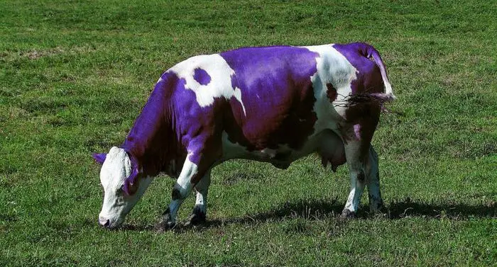 purple-cow-infobunny