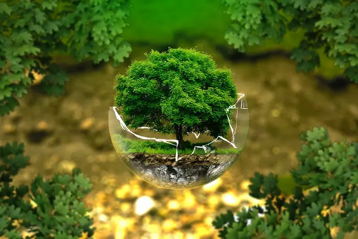 Tree in a fracked glass dome - Benefits of healthy living